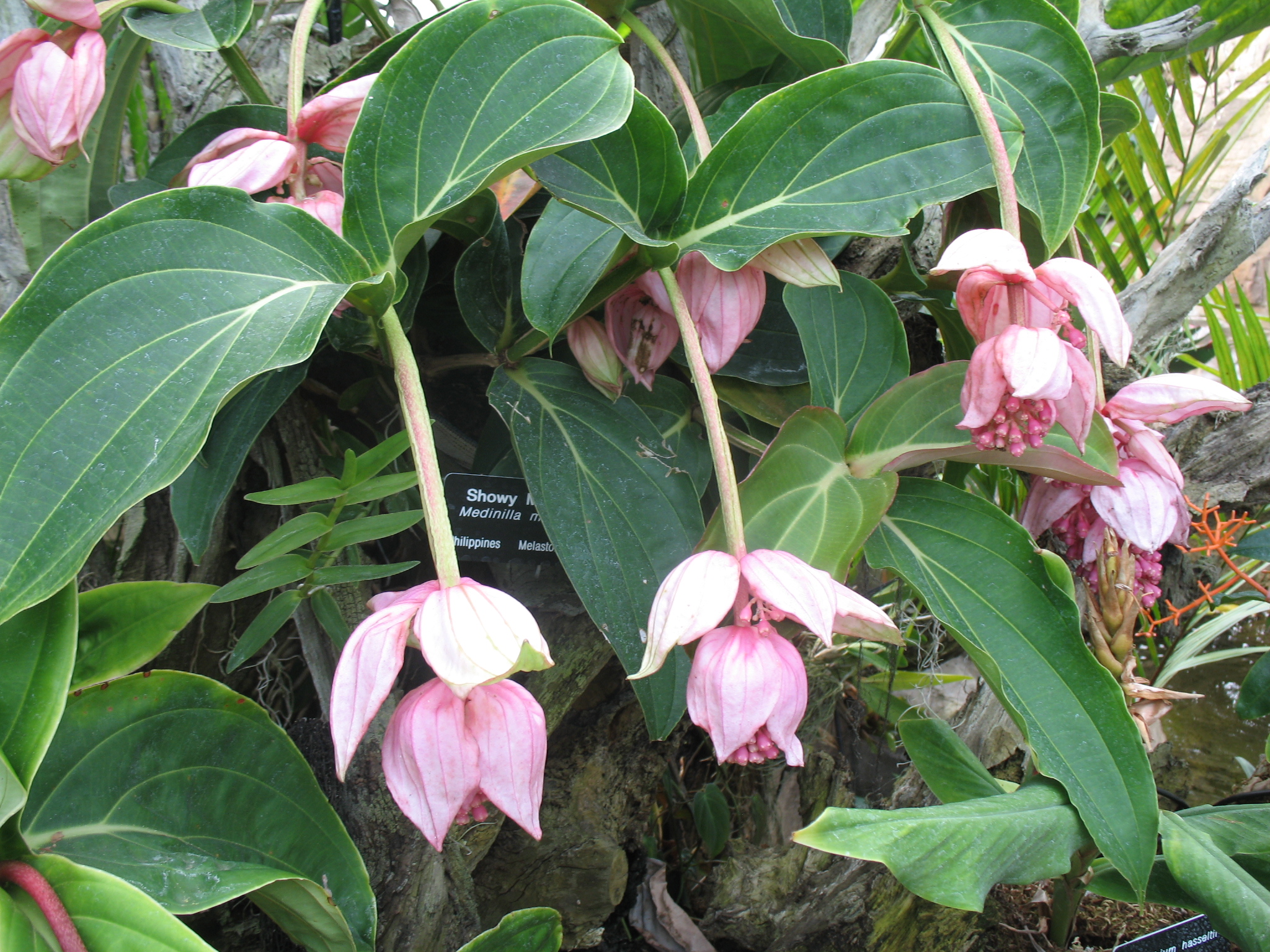 Online Plant Guide Medinilla magnifica / Pink Lantern